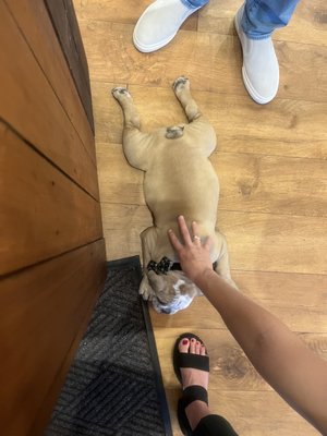 Blue Front Ann Arbor by null