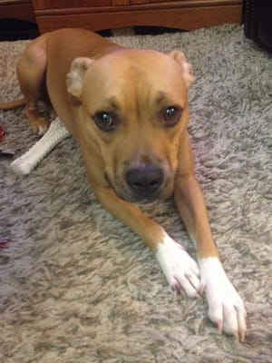 happy valley boarding kennels