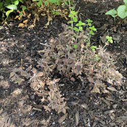 C J Krantz Topsoil