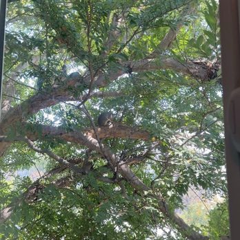 Ramiros Tree Care - Before. Provided shade and privacy. - Tree Services Near Me Ramiros Tree Care - Before. Provided shade and privacy. - Tree Services Near Me