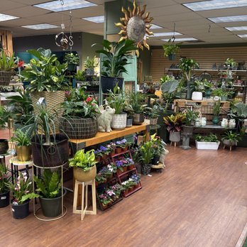 Blackhawk Hardware - Instagram @Kurly_Kollects_Plants - Nurseries & Gardening Near Me - Charlotte, North Carolina