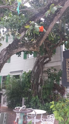 Audubon House & Tropical Gardens by null