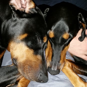 Shipp's Corner Pet Spa & Resort - Pet Boarding Near Me - Virginia Beach, Virginia