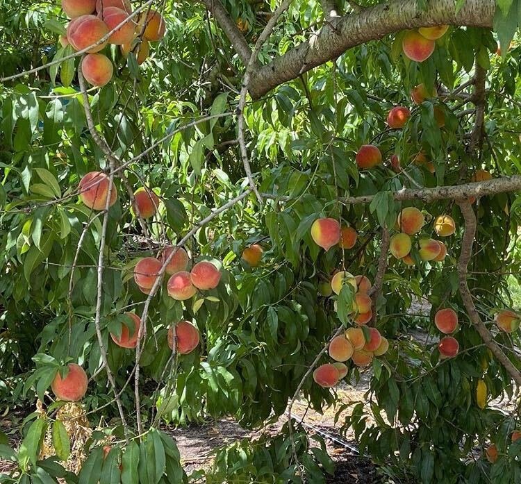 GRAHAM’S U PICK PEACHES Updated August 2024 14803 Lake Yale Rd