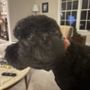 Photo of InStyle Pet Grooming