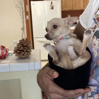 Bakersfield Spca - Animal Shelters Near Me - Bakersfield, California