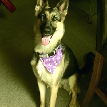 Lorrie's Pet Grooming - Amazing job ! - Pet Groomers Near Me - Pomona , California Lorrie's Pet Grooming - Amazing job ! - Pet Groomers Near Me - Pomona , California