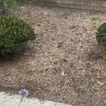 La Madera Apartments - Dog poop everywhere, on top of dirt and wood chips (no grass) - Apartments Near Me - Garden Grove, California La Madera Apartments - Dog poop everywhere, on top of dirt and wood chips (no grass) - Apartments Near Me - Garden Grove, California