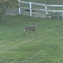 Wild deer
