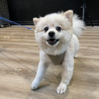 State Street Axe Club - Dog friendly - Axe Throwing Near Me - Santa Barbara, California State Street Axe Club - Dog friendly - Axe Throwing Near Me - Santa Barbara, California