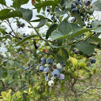 Eagletree Farm & Vineyard - Blueberry picking in season - Wineries Near Me - Leesburg, Virginia