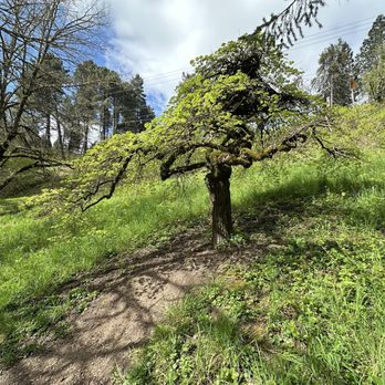 Hoyt Arboretum - Botanical Gardens Near Me - Portland, Oregon