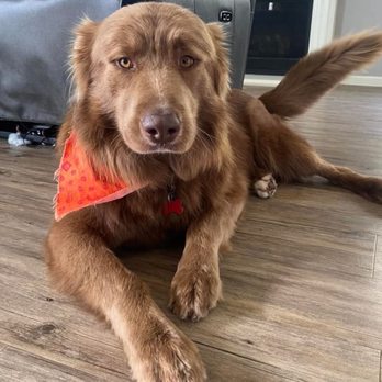 Muddy Paws Grooming - Pet Groomers Near Me - Oakley, California Muddy Paws Grooming - Pet Groomers Near Me - Oakley, California