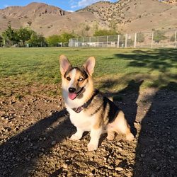 Link Piazzo Dog Park