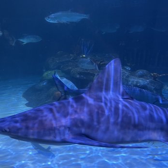 Florida Keys Aquarium Encounters - Aquariums Near Me - Marathon, Florida Florida Keys Aquarium Encounters - Aquariums Near Me - Marathon, Florida