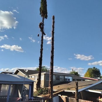 Henry's Tree Service - after - Tree Services Near Me - Fallbrook, California Henry's Tree Service - after - Tree Services Near Me - Fallbrook, California