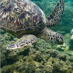 Sensational Sea Adventures