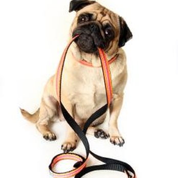 Pet Sitter Carmel Valley - Dog Walkers Near Me Pet Sitter Carmel Valley - Dog Walkers Near Me