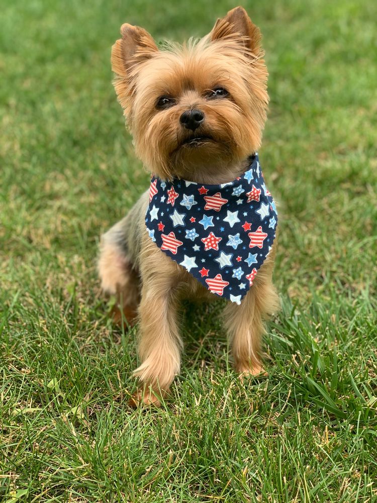 PUPPY LOVE GROOMING 46 Photos & 27 Reviews 308 Boggs Ave