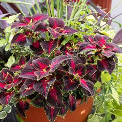 Poole Brothers Nursery