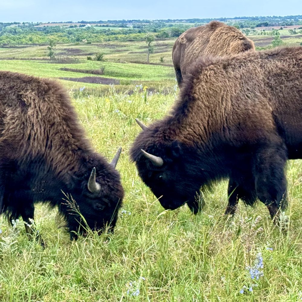 Maxwell Wildlife Refuge - Community Service/Non-Profit Near Me - Canton, Kansas Maxwell Wildlife Refuge - Community Service/Non-Profit Near Me - Canton, Kansas