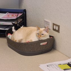 Runge Veterinary Clinic - Office Cats