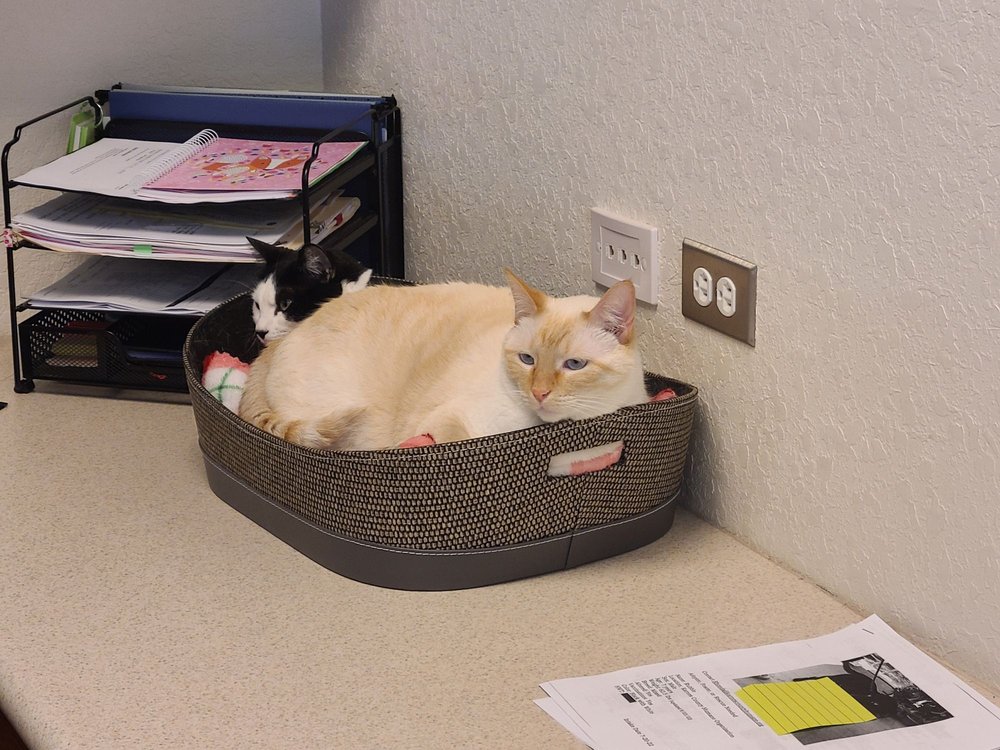 RUNGE VETERINARY CLINIC Updated September 2024 13 Photos 211 N