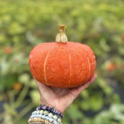 Cold Frame Farm - Pumpkins and winter squash are ready!