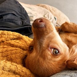 Companion Animal Hospital Giftly Email, Text or Print, 8485 W