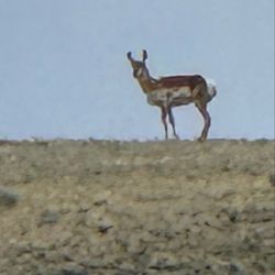 Bayou Salado Trading Post - Pronghorn came to oversee us