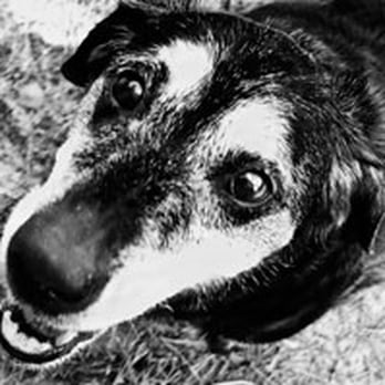 Fairy Dog Parents - From the Fairy Dog Parents website - Community Service/Non-Profit Near Me Fairy Dog Parents - From the Fairy Dog Parents website - Community Service/Non-Profit Near Me