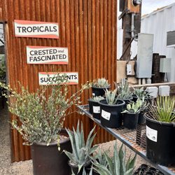 Rozet Nursery - So many plants