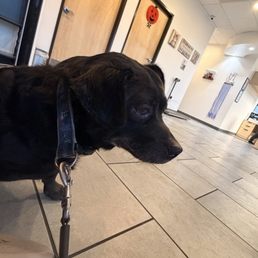 This place is a dog saver! Shadow needed a urgent checkup. This place is a dog saver! Shadow needed a urgent checkup.