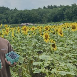 Sunflower fields Sunflower fields