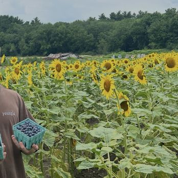 Tangerini's Spring Street Farm - Sunflower fields - Farmers Market Near Me - Millis, Massachusetts Tangerini's Spring Street Farm - Sunflower fields - Farmers Market Near Me - Millis, Massachusetts