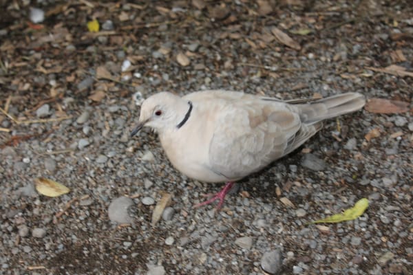 Willowbank Wildlife Reserve by null