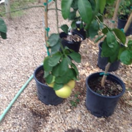 Growing fruit in the garden