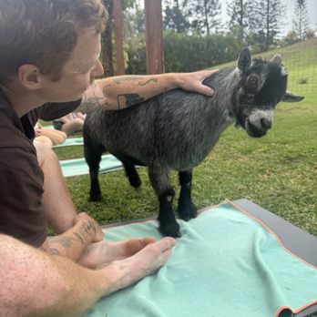 808 Goat Yoga - Dwarf goat - Yoga Near Me - Kilauea, Hawaii