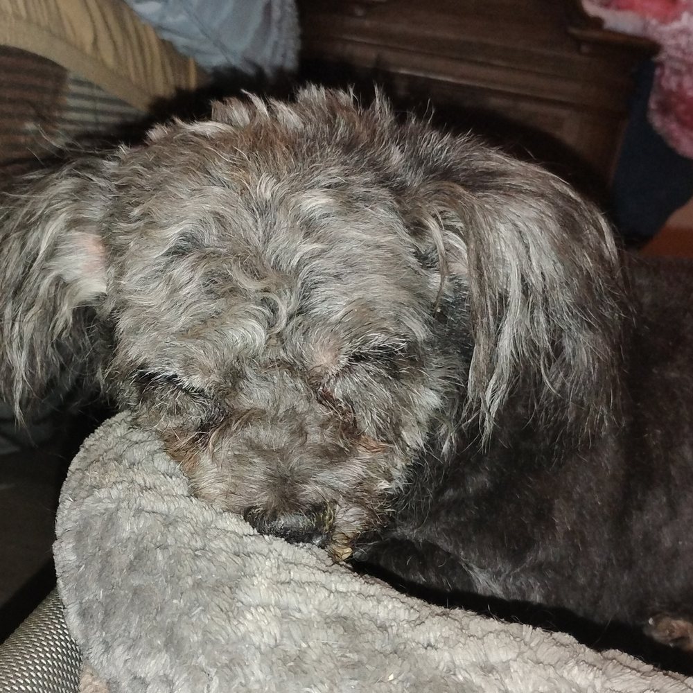 Dog Wash - His right eye swollen his nose w welt's and his was bleeding out his mouth. - Pet Sitting Near Me - Louisville, Kentucky Dog Wash - His right eye swollen his nose w welt's and his was bleeding out his mouth. - Pet Sitting Near Me - Louisville, Kentucky