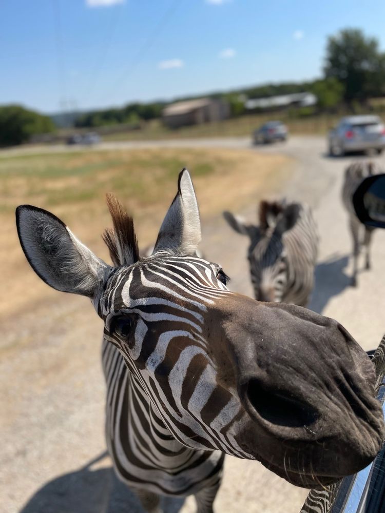 ARBUCKLE WILDERNESS 305 Photos & 125 Reviews 6132 Kay Starr Trl