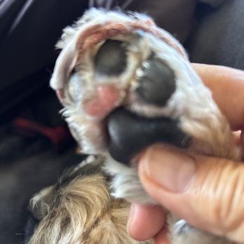 Oasis Pet Spa & Grooming - Raw paw from being way too close with the trimmer. It's making it difficult to walk because of the pain. - Pet Groomers Near Me - Fullerton, California