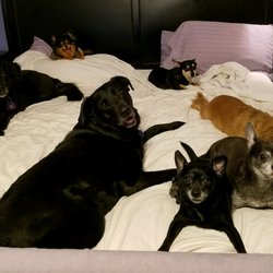 Kristi's Critter Care - No room for me in this bed
