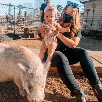 SoCalMiniPigs - Pet Breeders Near Me - Valley Center, California