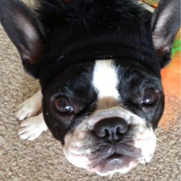This dog is Hawaii unfortunately or I would put her in the dog costume contest