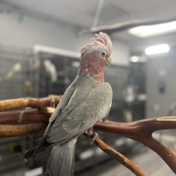 JPQ Exotics Pet Store - Galah Cockatoo