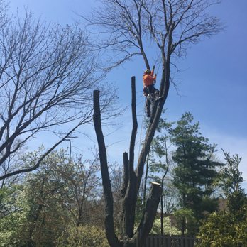 Hardwick Tree Care - Tree Services Near Me - Centerburg, Ohio Hardwick Tree Care - Tree Services Near Me - Centerburg, Ohio