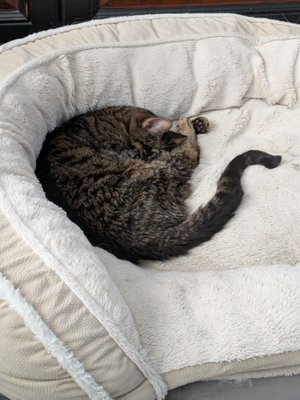 Cascade Hospital for Animals by null