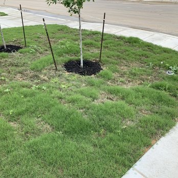 Double H Landscape - a tree planted in a patch of grass - Landscaping Near Me - La Coste, Texas Double H Landscape - a tree planted in a patch of grass - Landscaping Near Me - La Coste, Texas