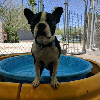 Central Pet Tucson - Pet Sitting Near Me - Tucson, Arizona