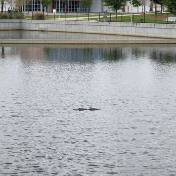 Goldie's Burgers - An alligator resting in the pond - Salad Near Me - Gainesville, Florida